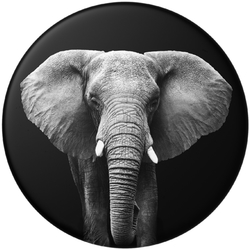 PopSockets PopGrip Gen.2, Loxodonta Africana, slon africký